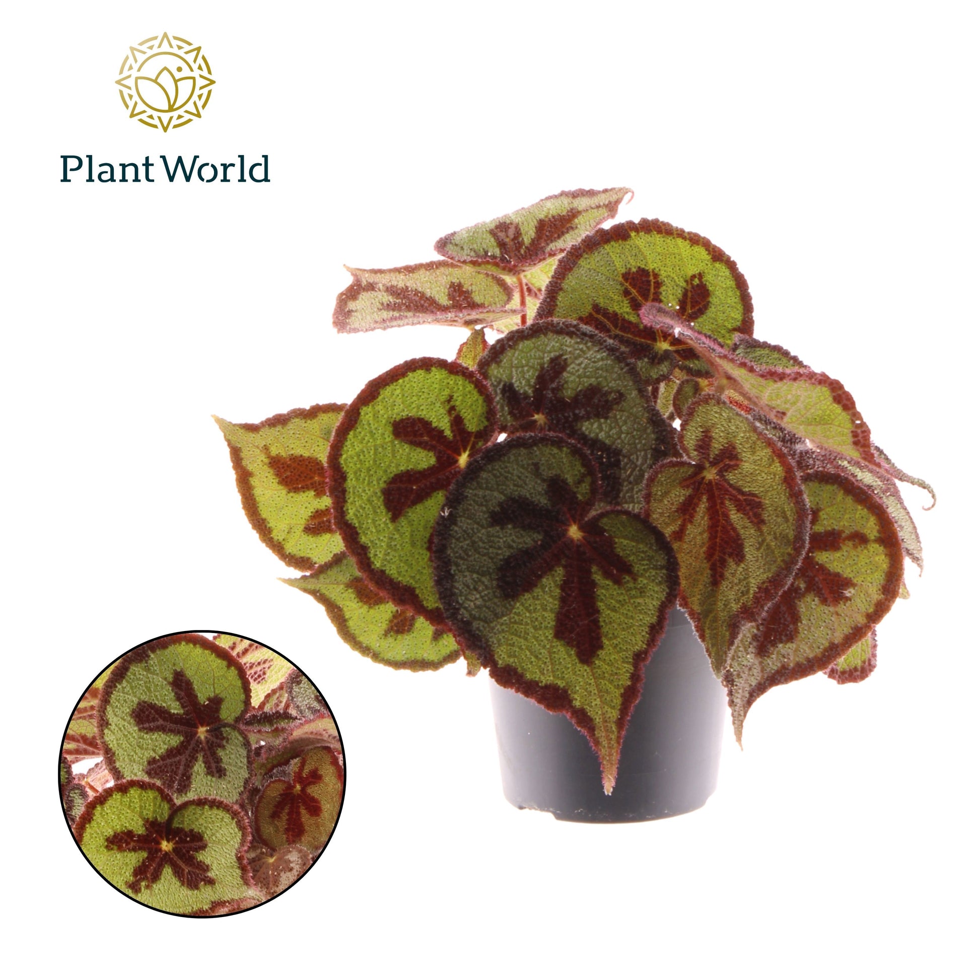 Begonia Mountain 30cm 14cm Pot