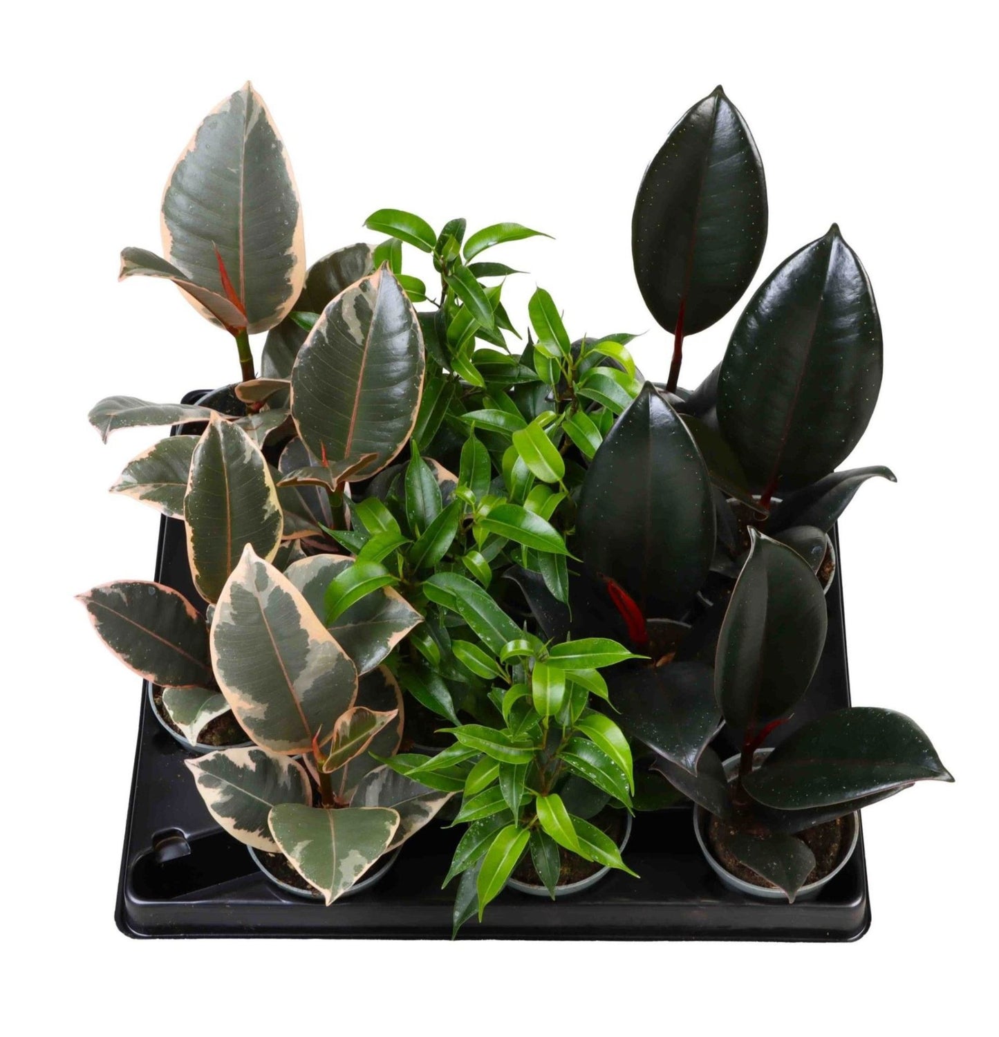 Ficus mix 10cm 6cm Pot