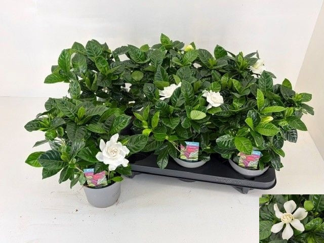 Gardenia jasminoides 28cm 13cm Pot