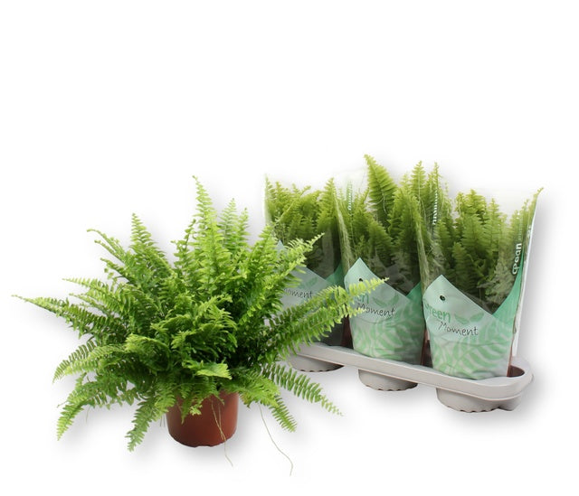 Nephrolepis Green Moment 50cm 17cm Pot