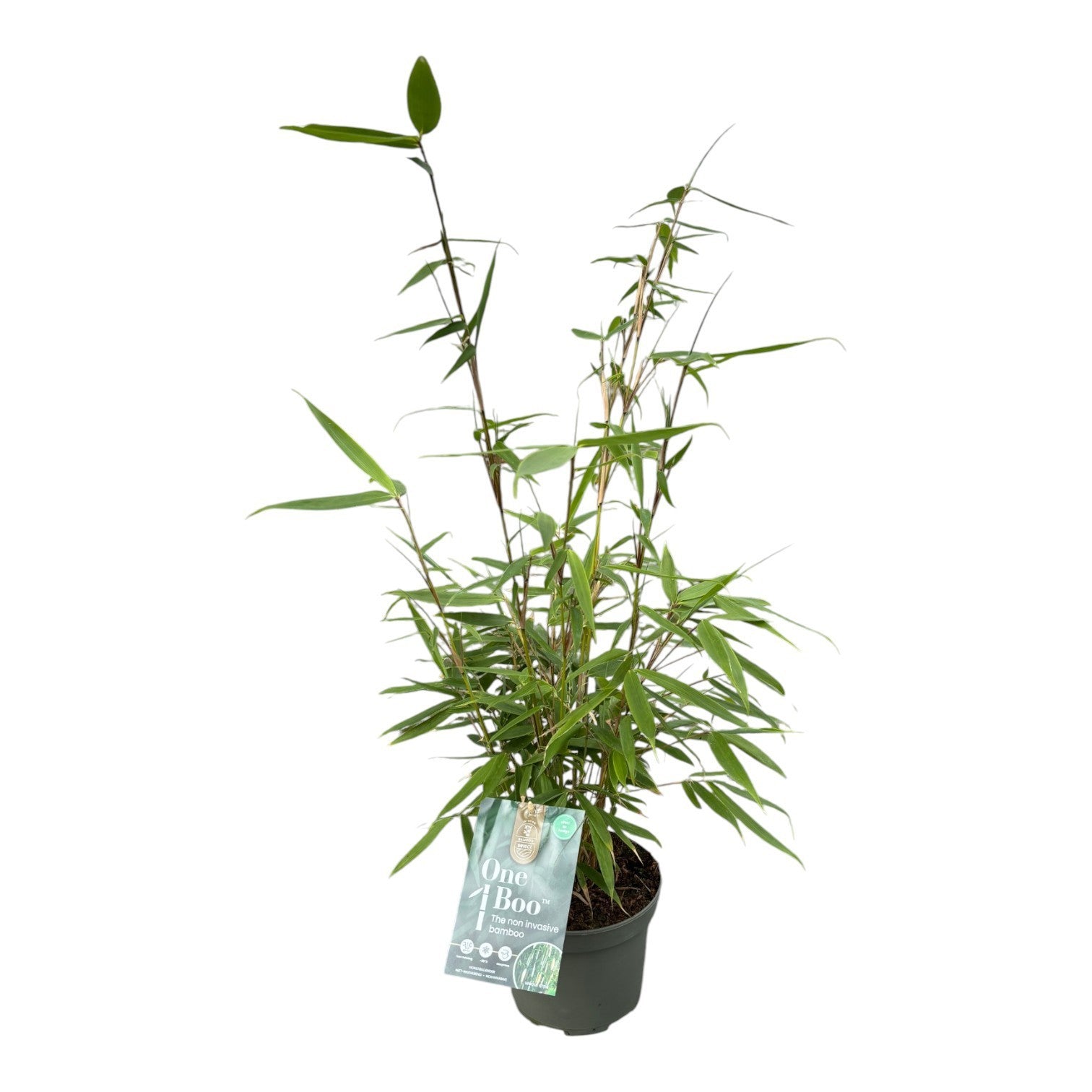 Fargesia robusta Pingwu 40cm 30cm Pot