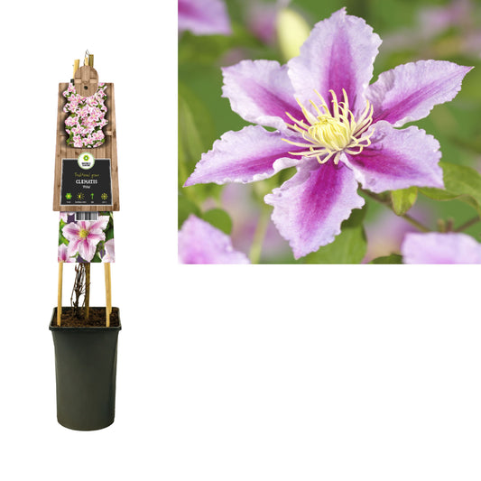 Clematis pat. Piilu 75cm 17cm Pot