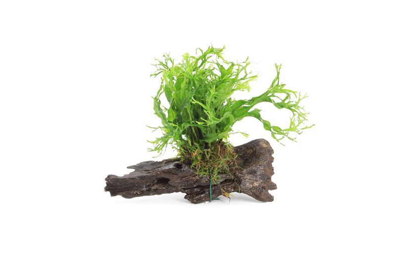 Microsorium pteropus 10cm 2cm Pot