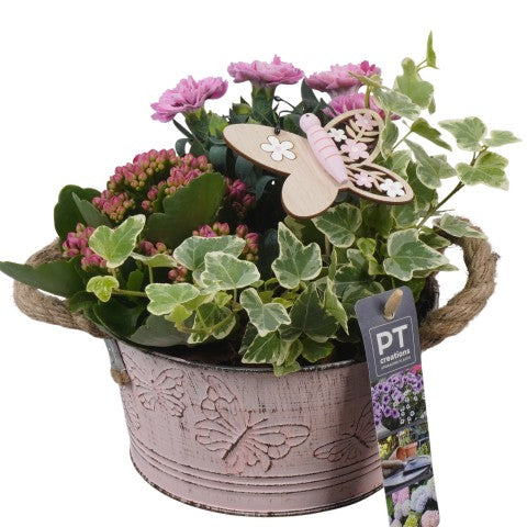 PTPP6801 Arrangementen Perkplanten 19cm 16cm Pot