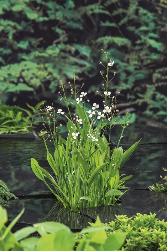 Sagittaria graminea 20cm 9cm Pot