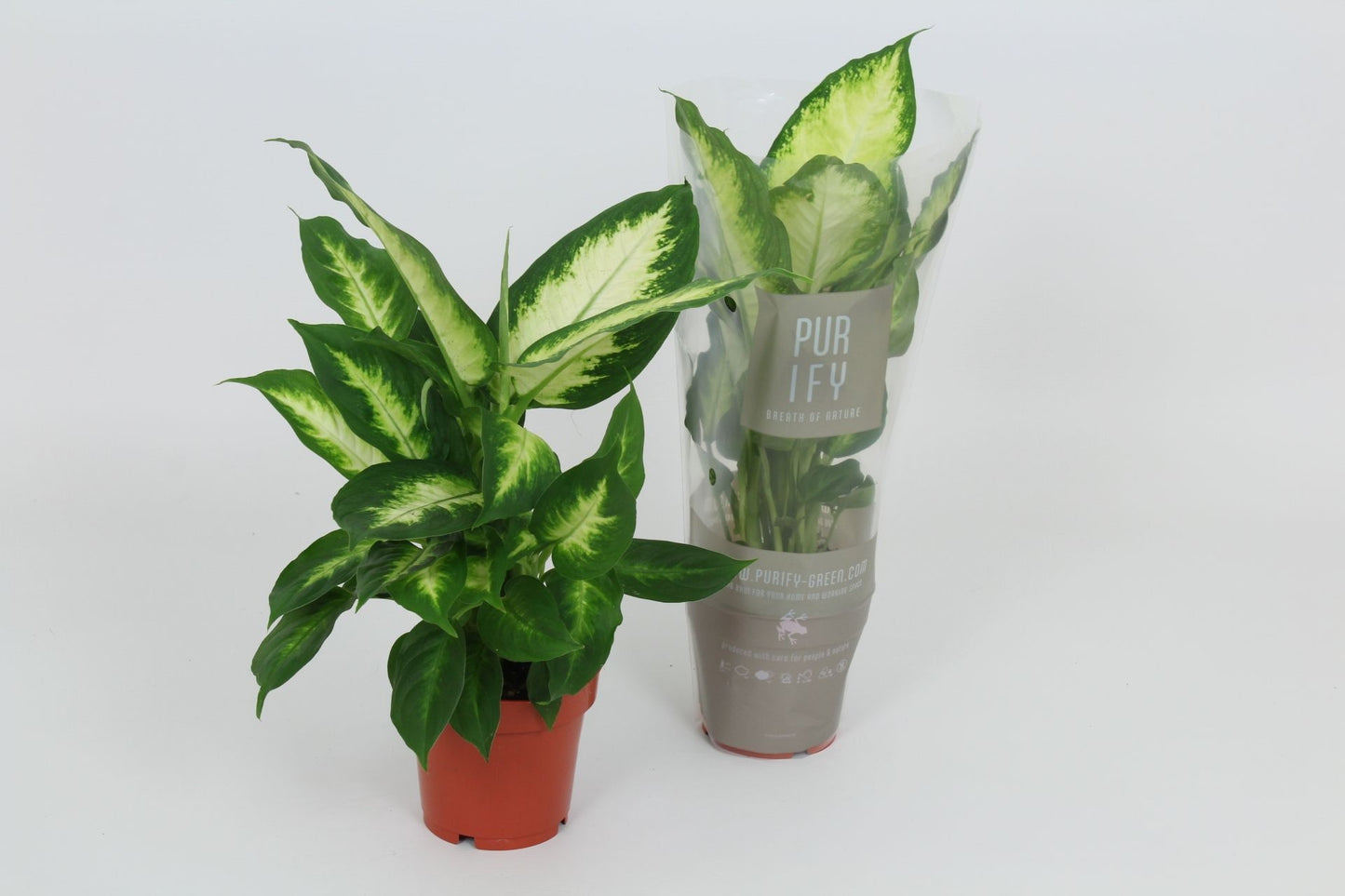 Dieffenbachia Camilla 40cm 12cm Pot