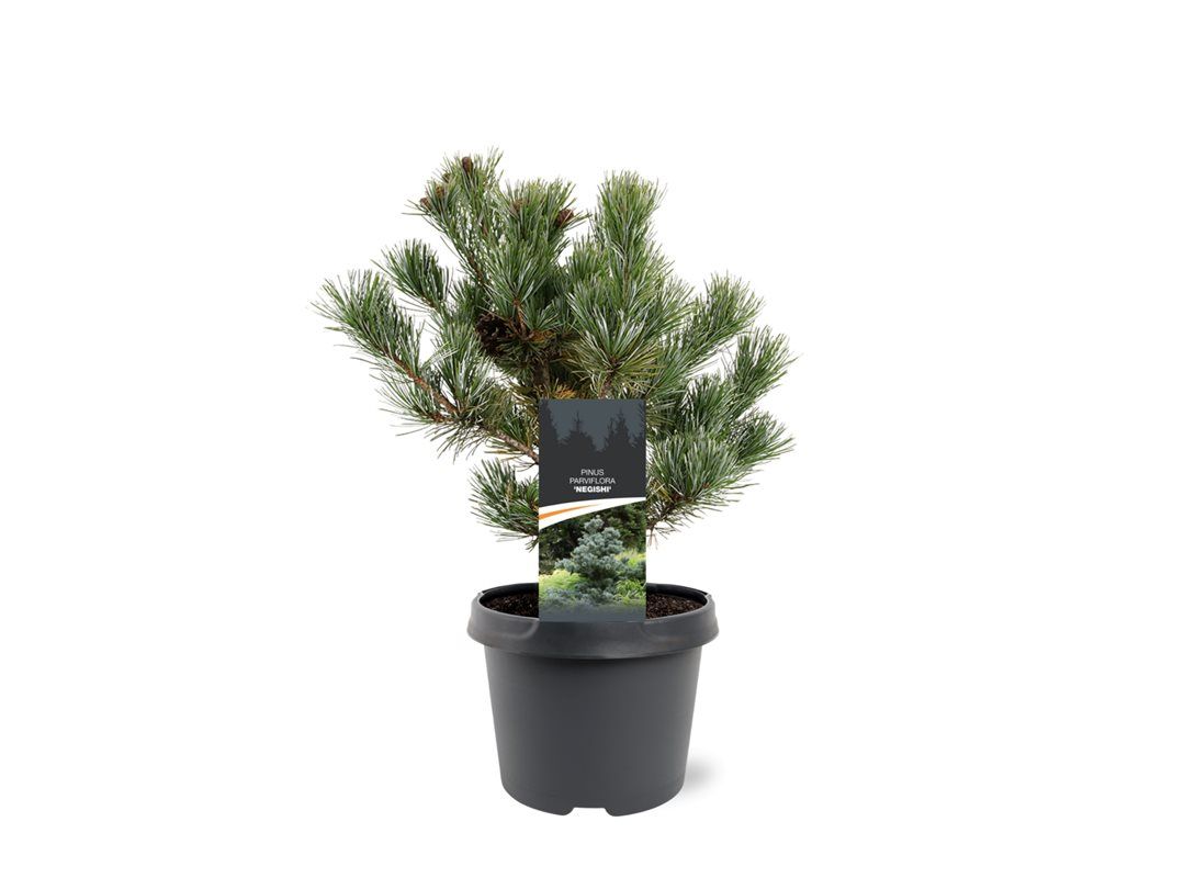 Pinus par Negishi 30cm 19cm Pot