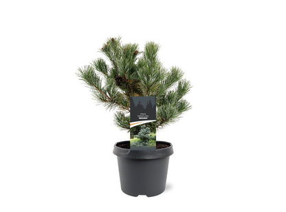 Pinus par Negishi 30cm 19cm Pot
