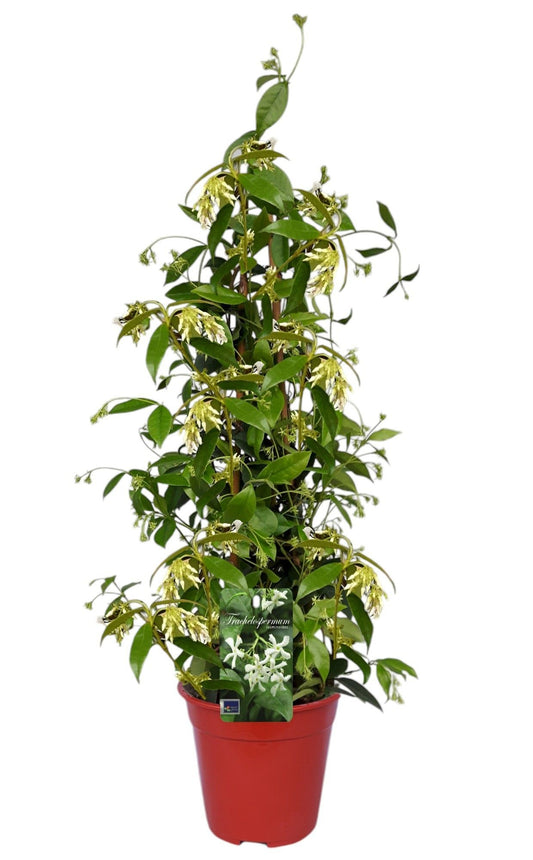 Trachelospermum jasminoides 75cm 19cm Pot