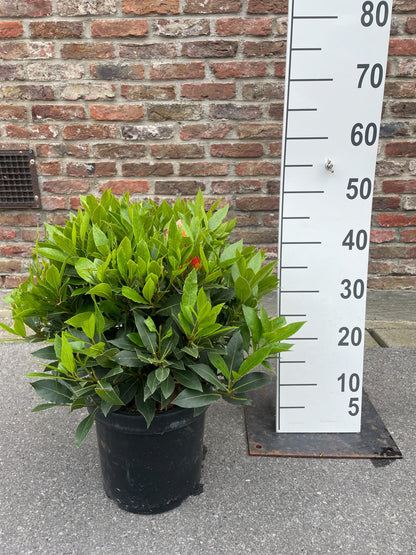 Laurel nobilis 50cm 20cm Pot