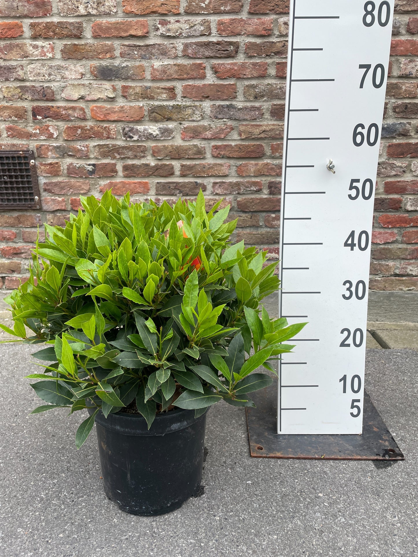 Laurel nobilis 50cm 20cm Pot