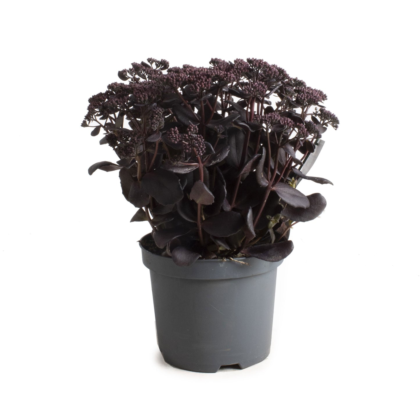 Sedum cau. Lidakense 55cm 19cm Pot