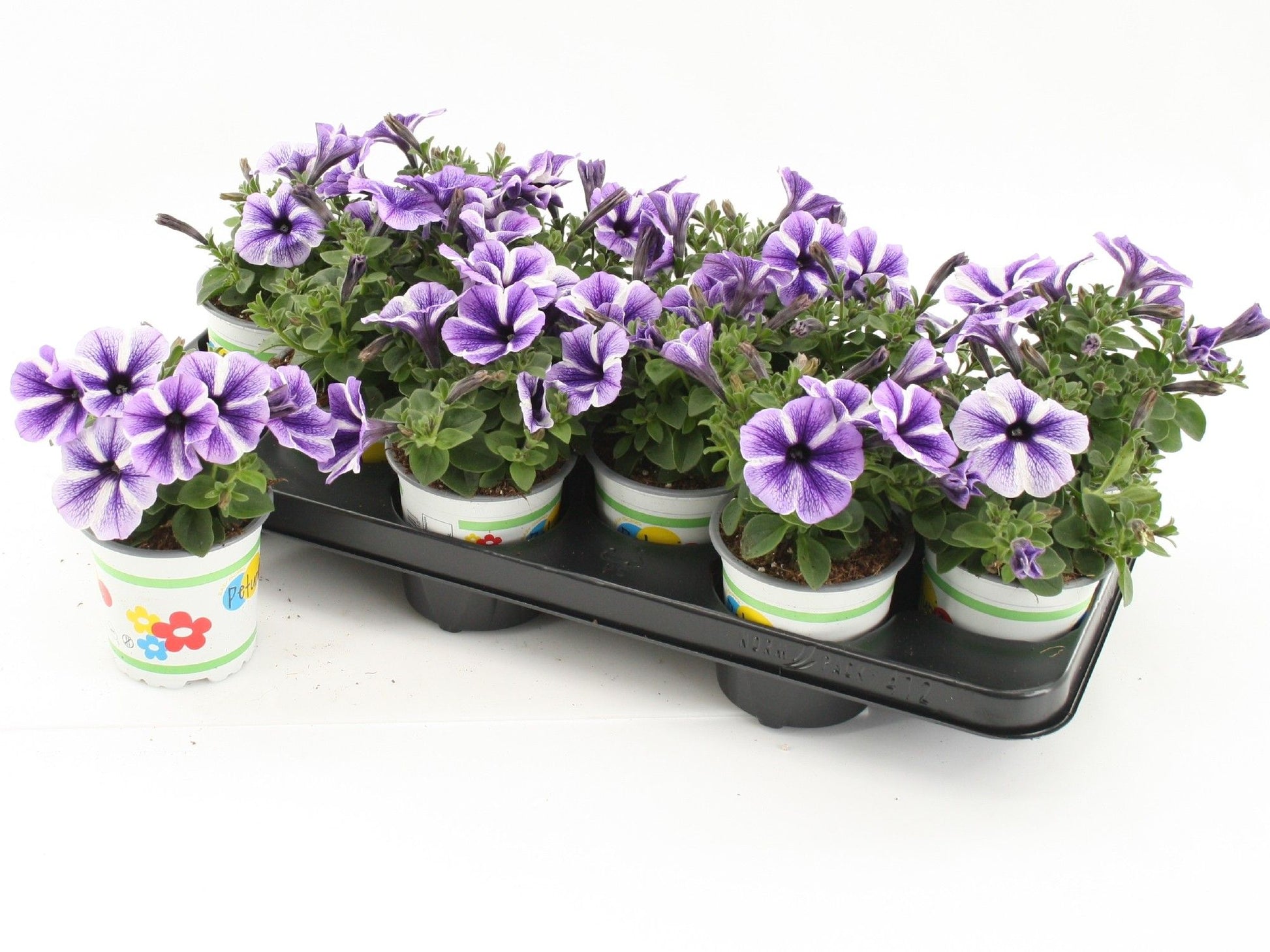 Petunia Sweetunia Starfish 20cm 510cm Pot