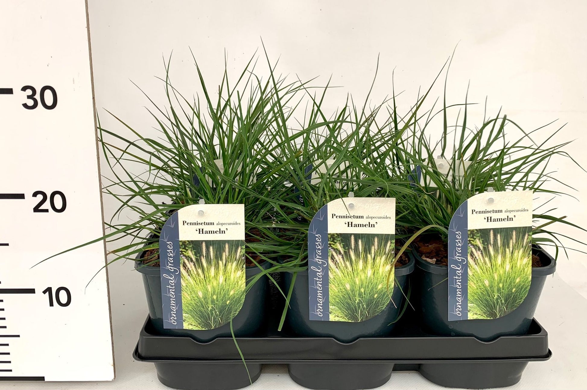 Pennisetum Hameln 15cm 17cm Pot