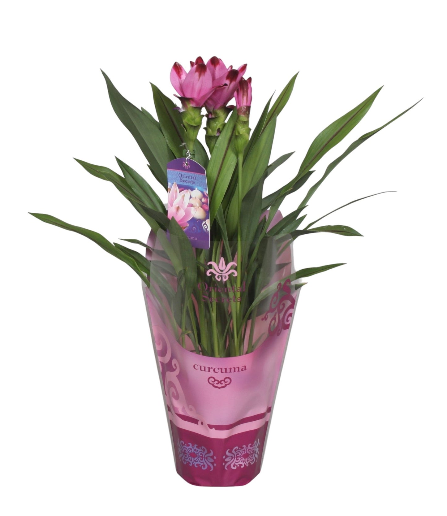 Curcuma Siam Splash 65cm 15cm Pot