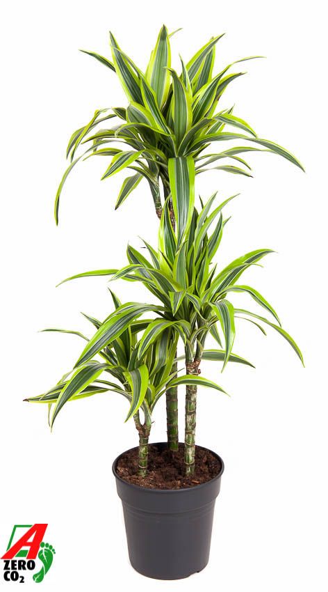 Dracaena fragrans Lemon Lime 60-30-15 100cm 21cm Pot