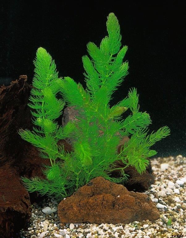 Ceratophyllum demersum beker medium 20cm 12cm Pot