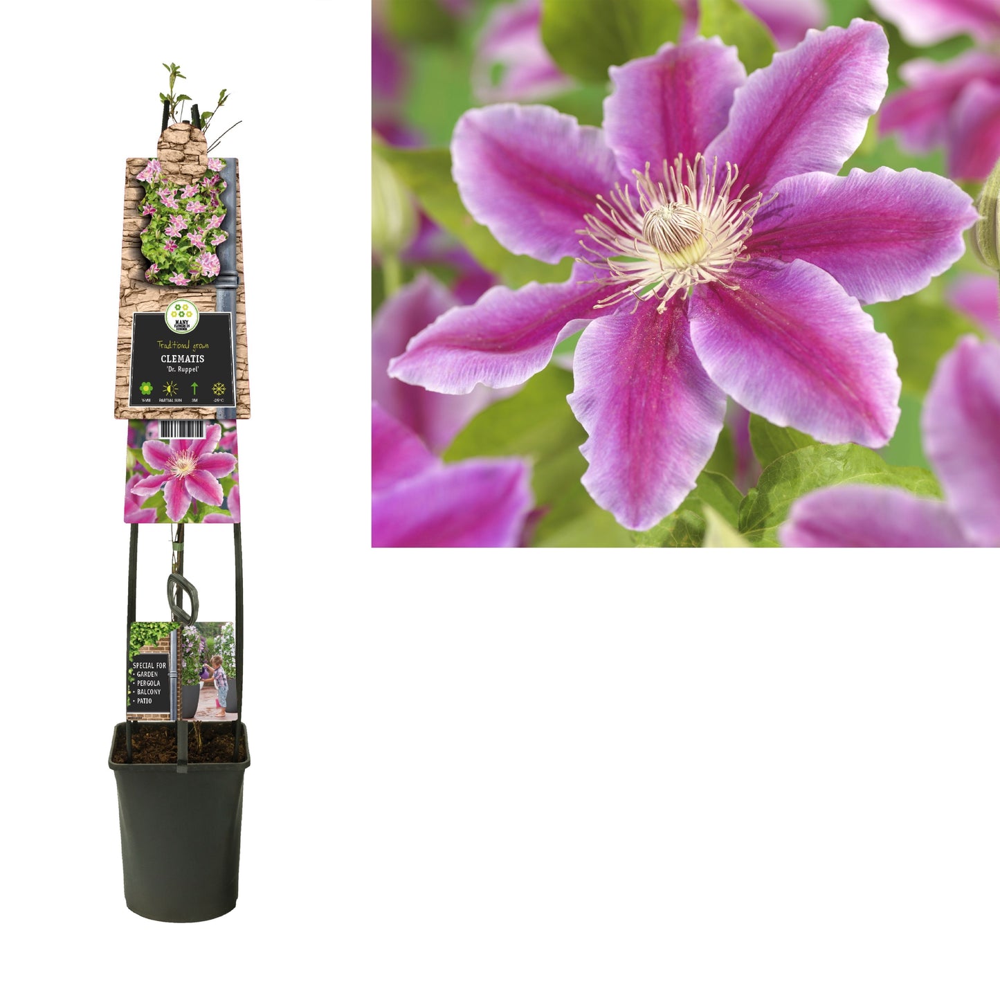 Clematis pat. Dr Ruppel 115cm 23cm Pot