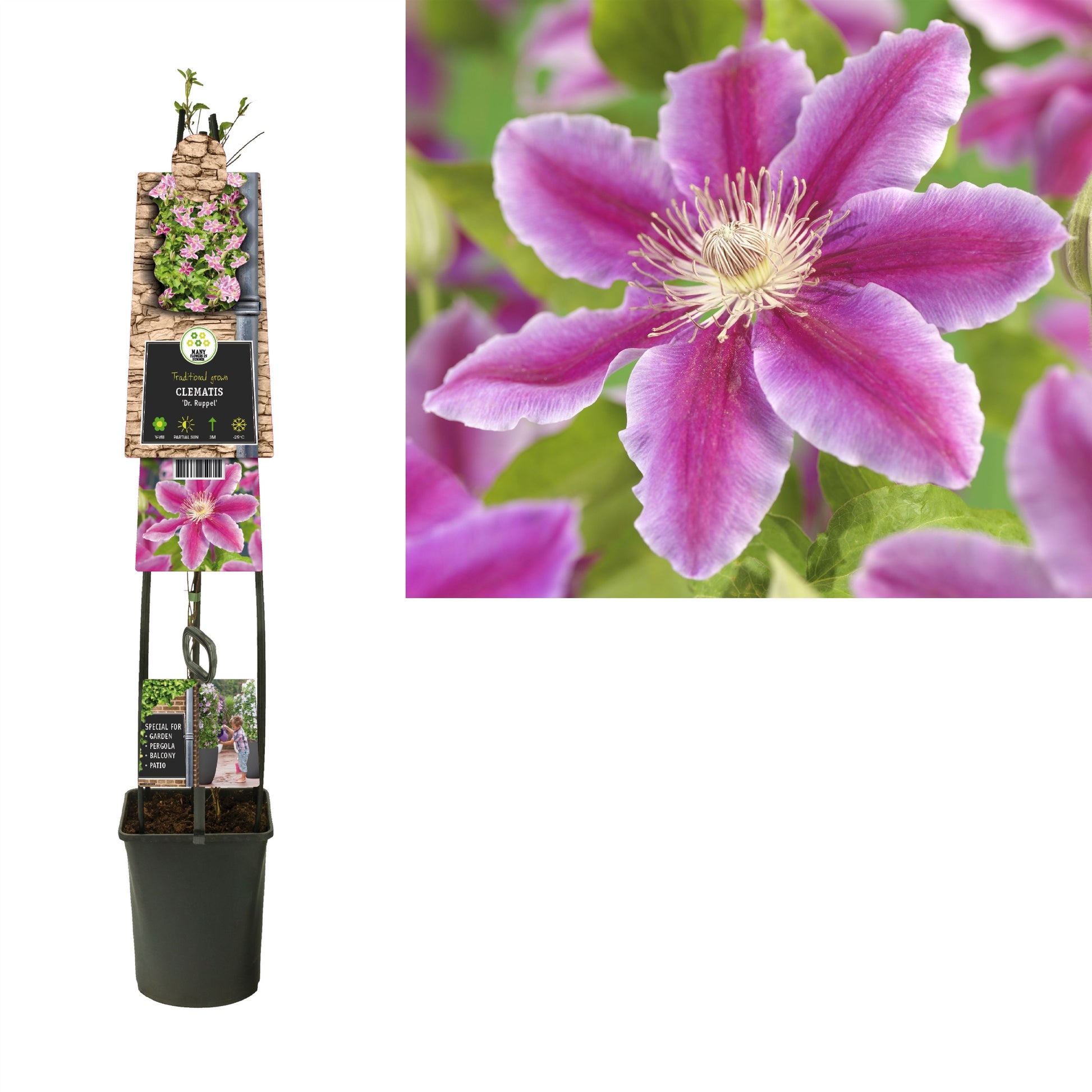 Clematis pat. Dr Ruppel 115cm 23cm Pot