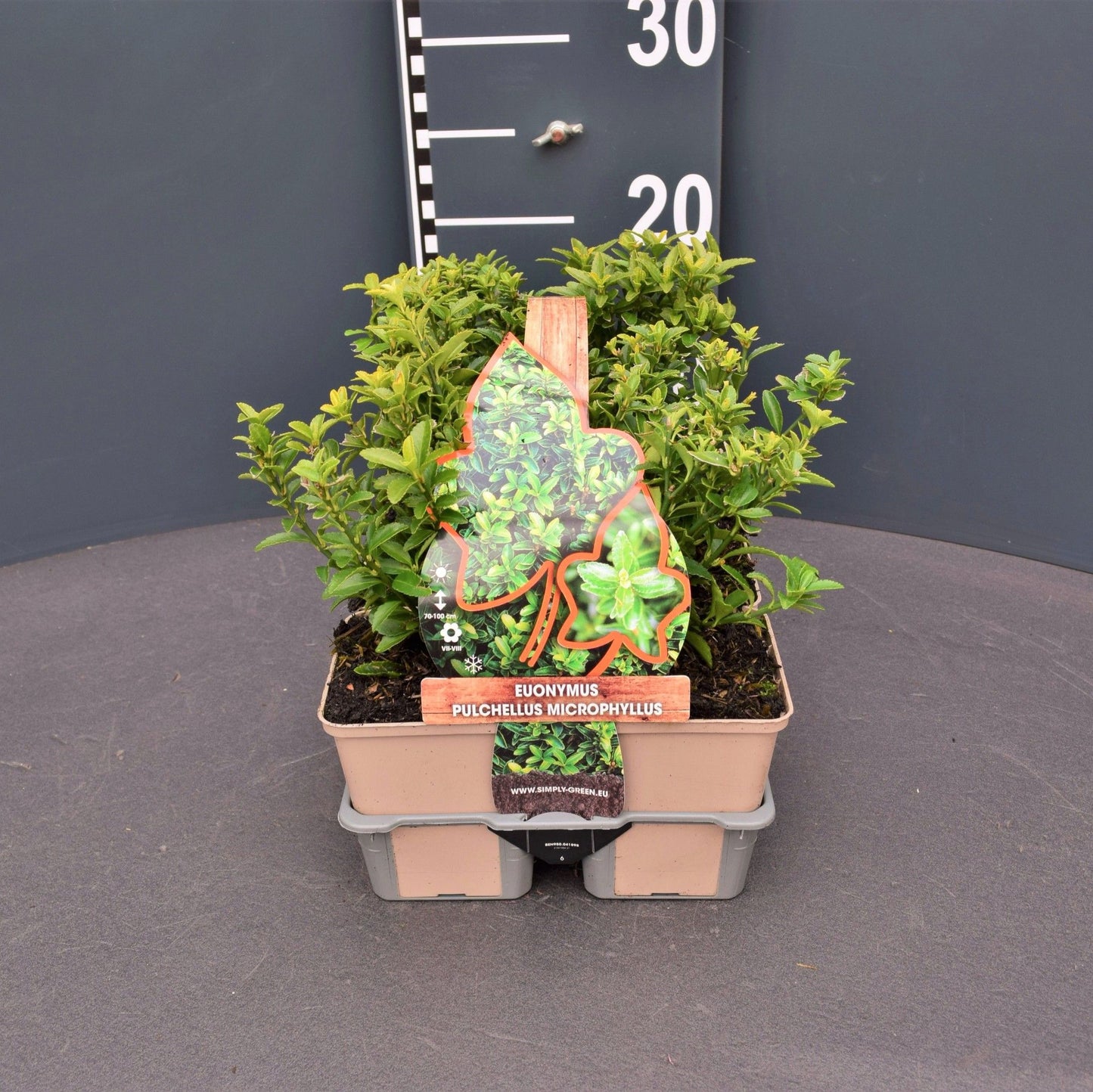 Euonymus jap. Microphyllus 25cm 9cm Pot