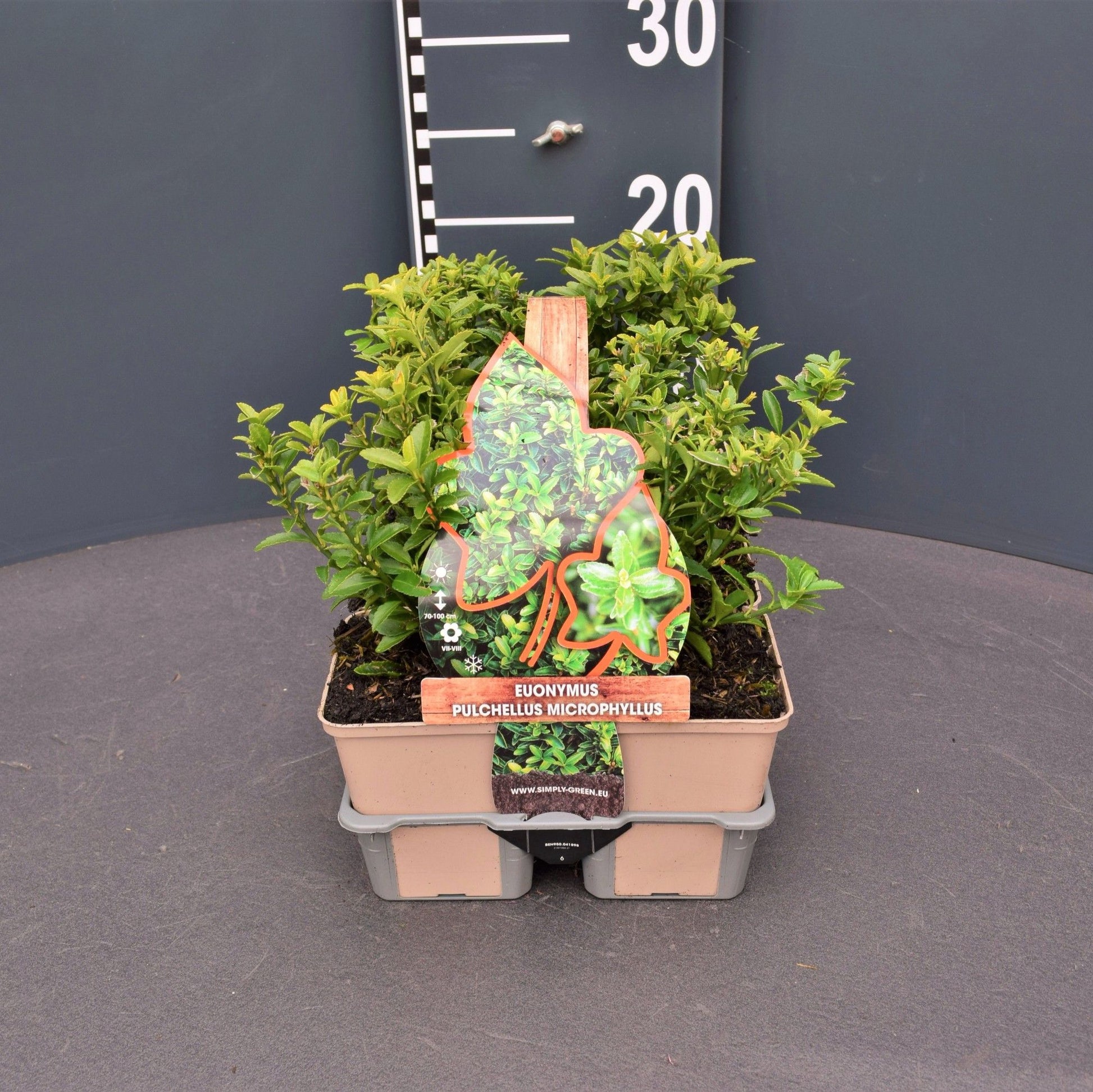 Euonymus jap. Microphyllus 25cm 9cm Pot