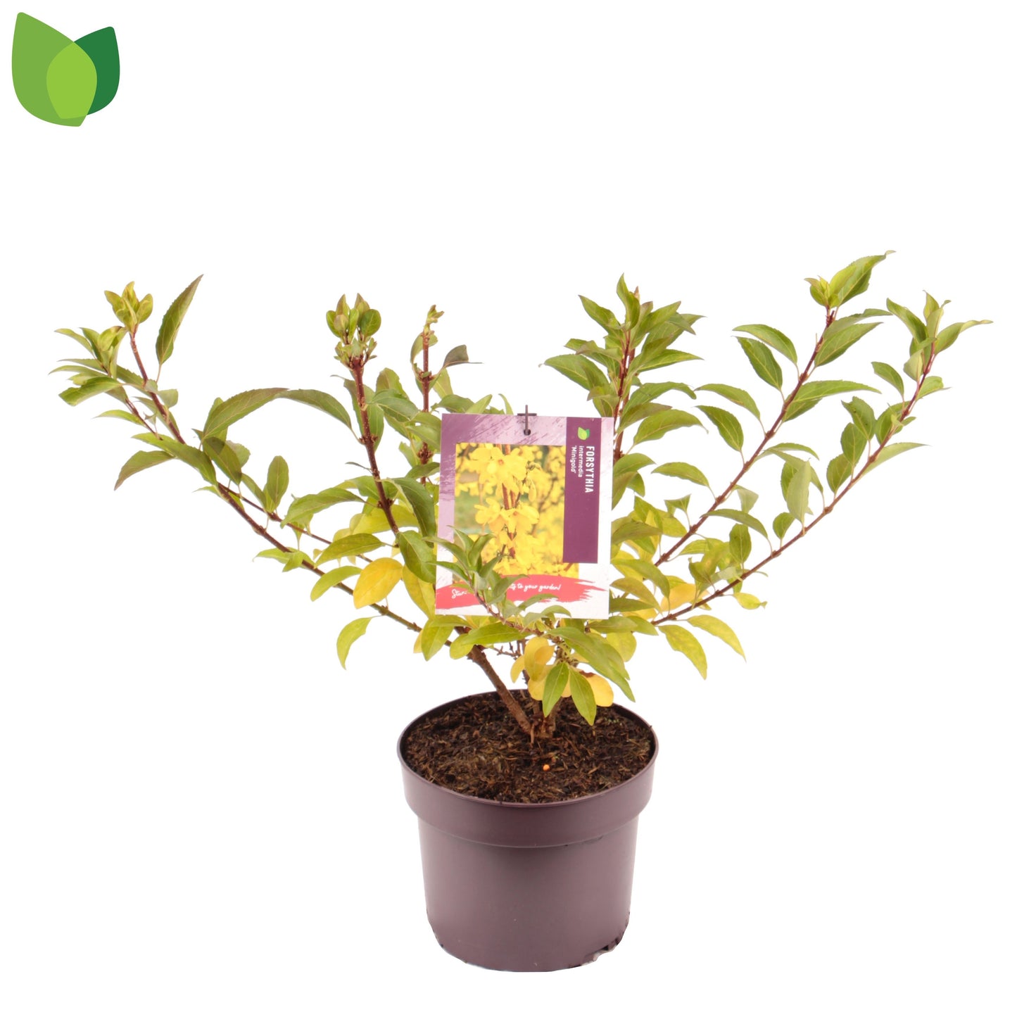 Forsythia Minigold 45cm 19cm Pot