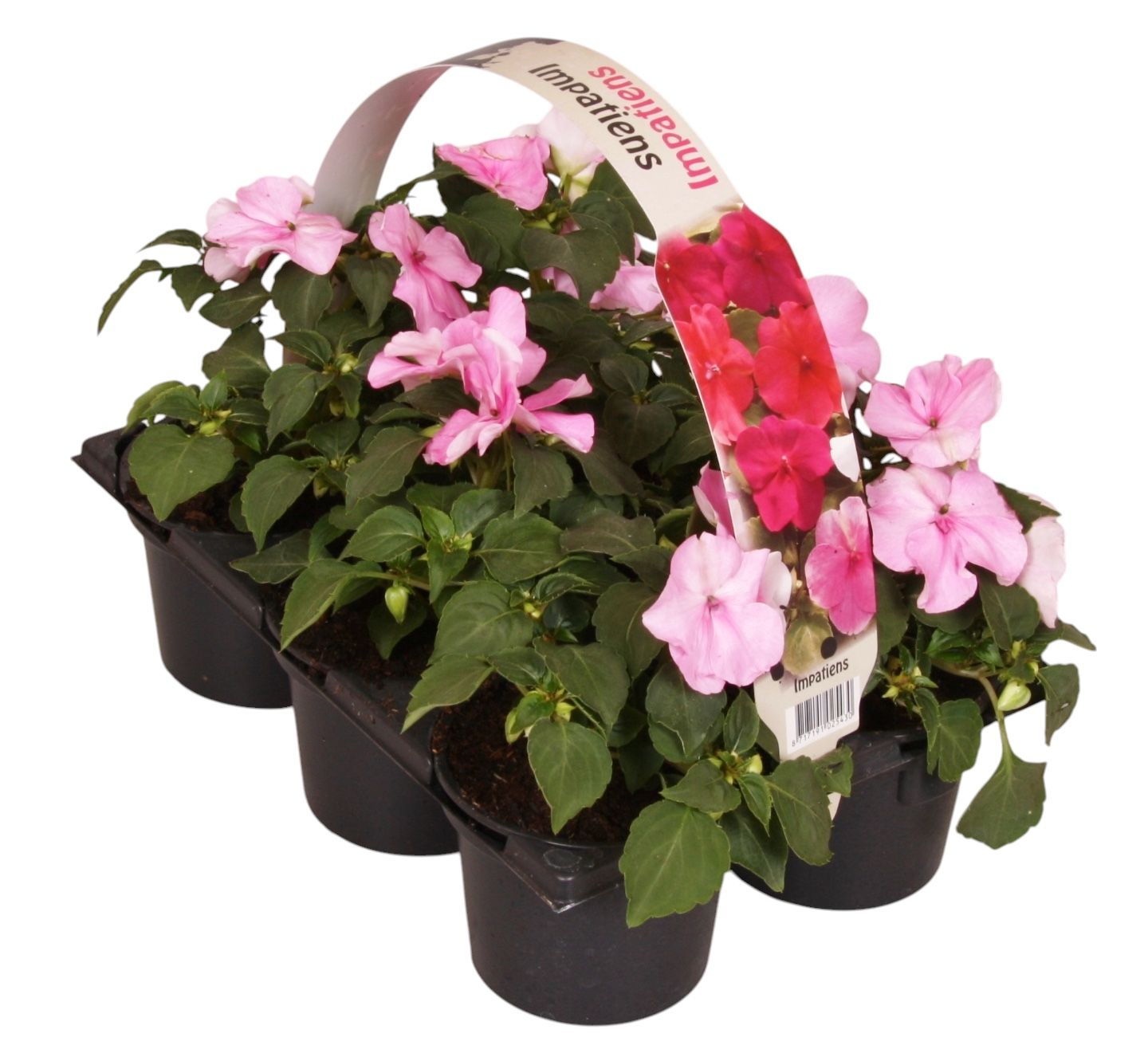 Impatiens wal. pink 15cm 9cm Pot