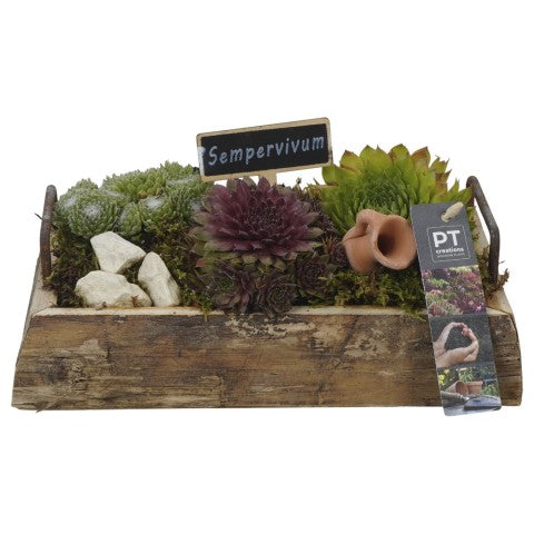 PTS7427 Arrangementen Sempervivum 14cm 25cm Pot