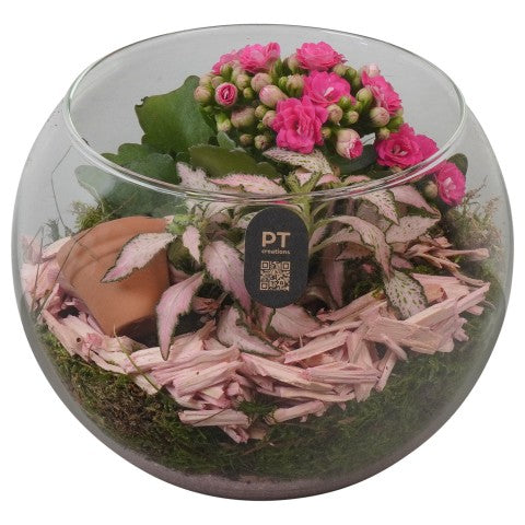 PTIG2615 Arrangementen kamerplanten 15cm 16cm Pot
