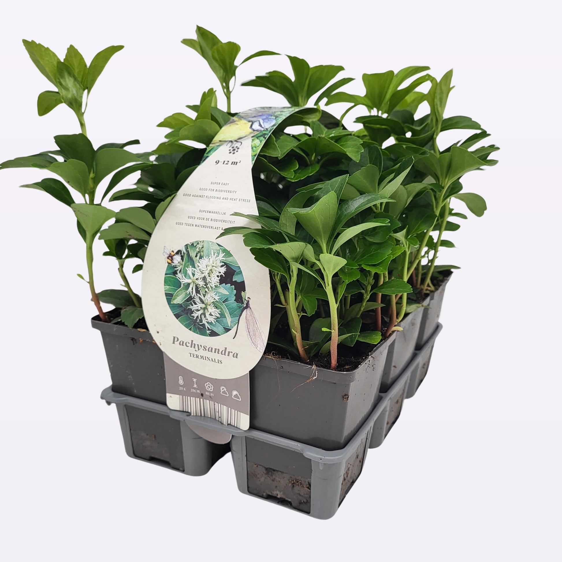 Pachysandra terminalis 20cm 9cm Pot