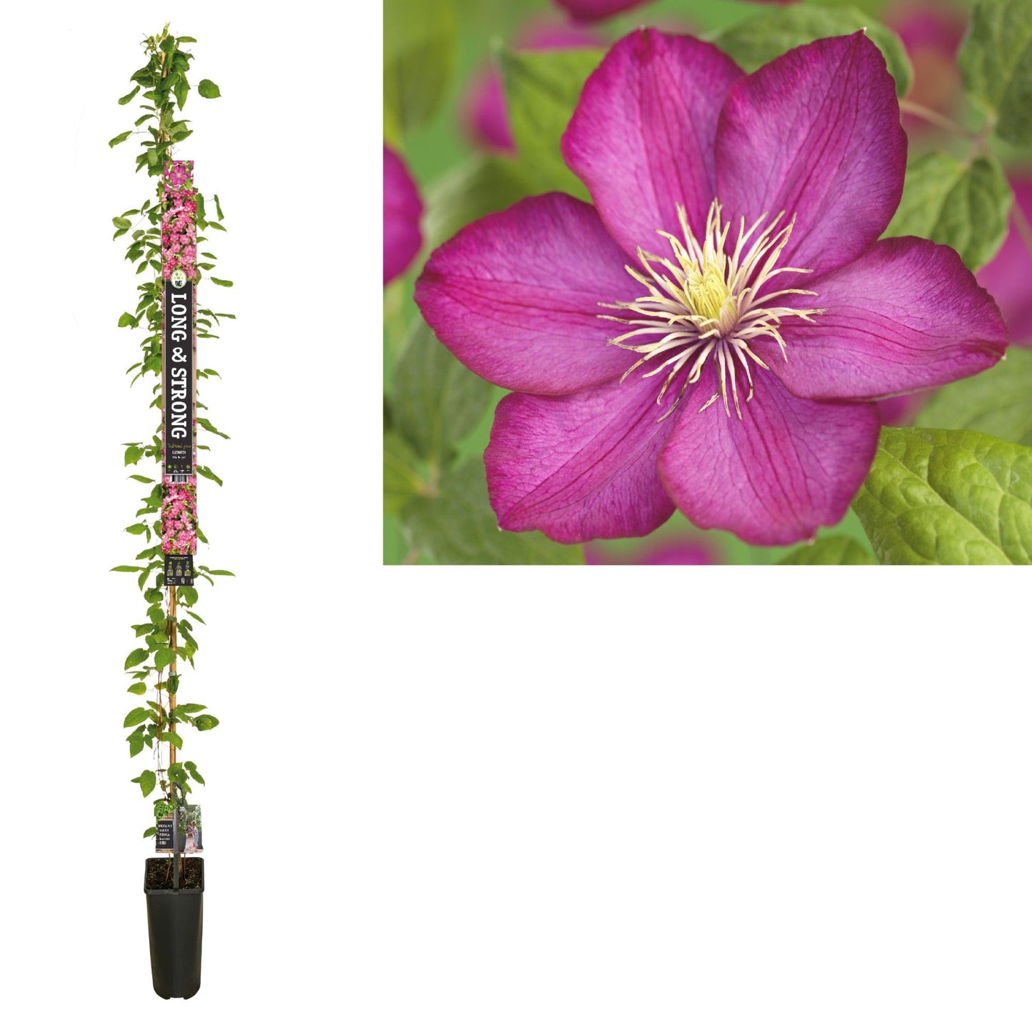 Clematisi Ville de Lyon 210cm 23cm Pot