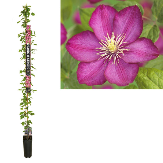 Clematisi Ville de Lyon 210cm 23cm Pot