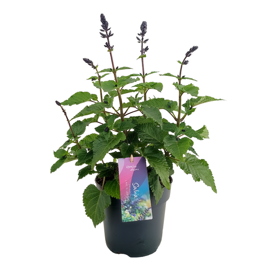 Salvia Salgoon Lake Blueberry 50cm 17cm Pot