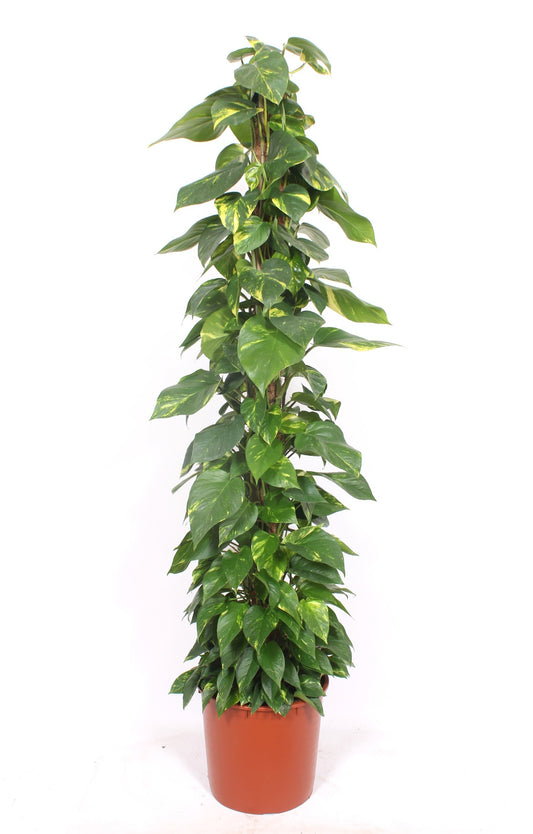 Epipremnum pinatum mosspole 190cm 34cm Pot