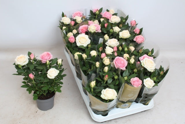Rosa Kordana Grande carnaval 25cm 510cm Pot