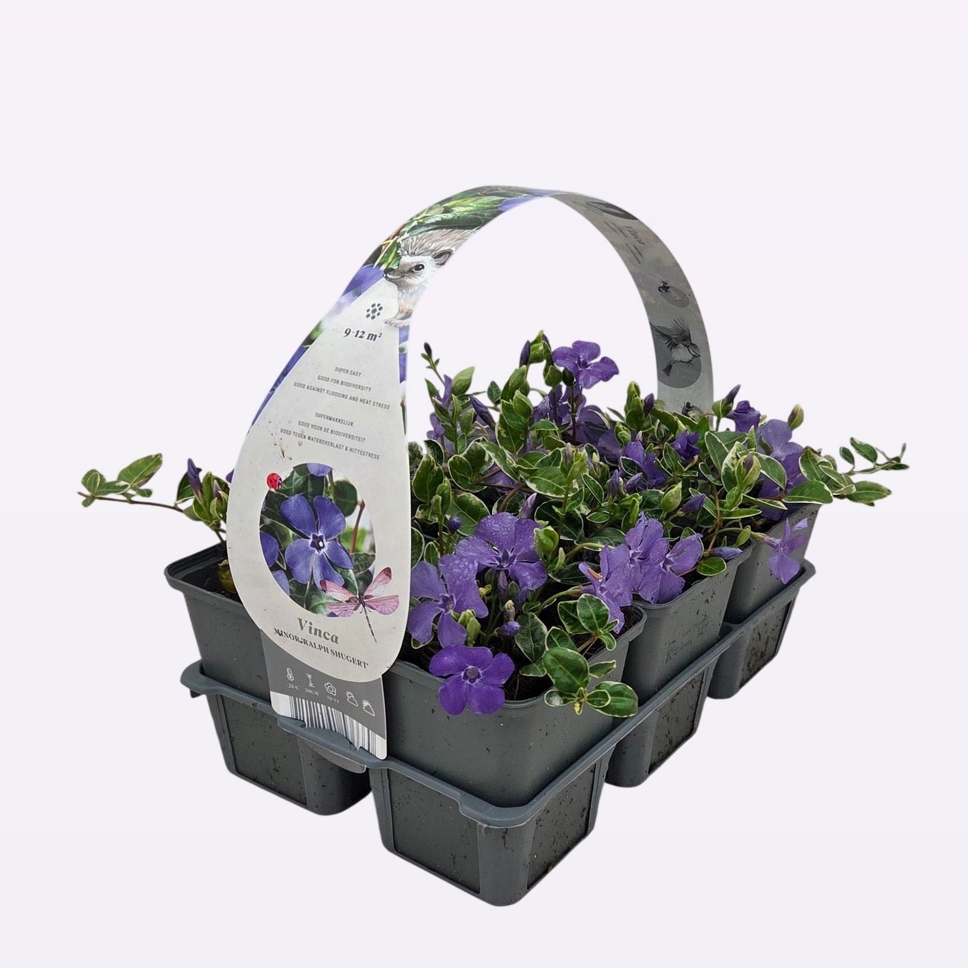 Vinca minor mix 20cm 9cm Pot