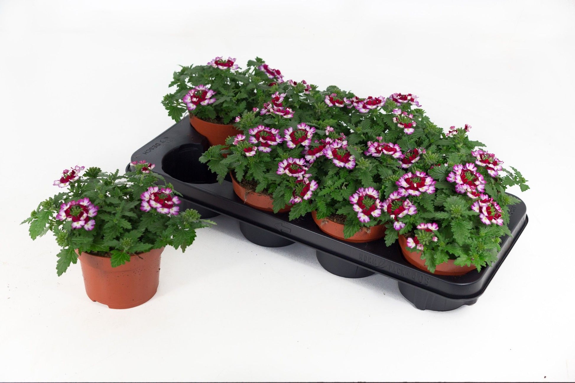 Verbena Drums Purple Red 20cm 13cm Pot