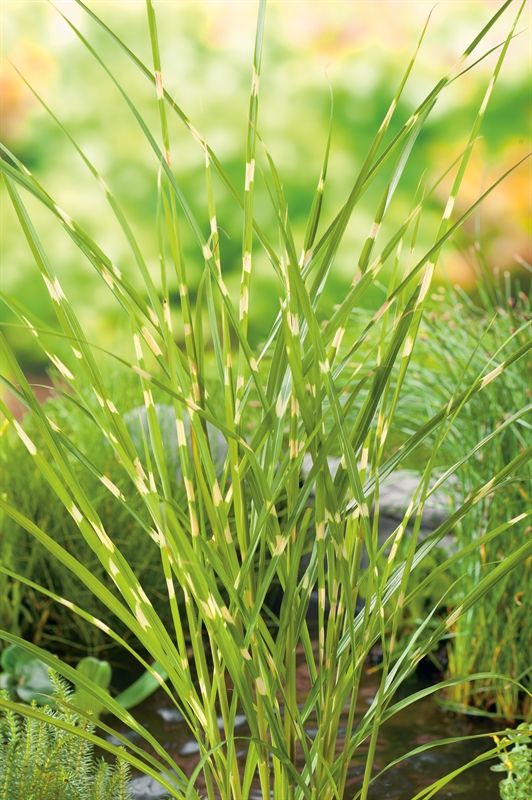 Miscanthus sin. Zebrinus 20cm 9cm Pot