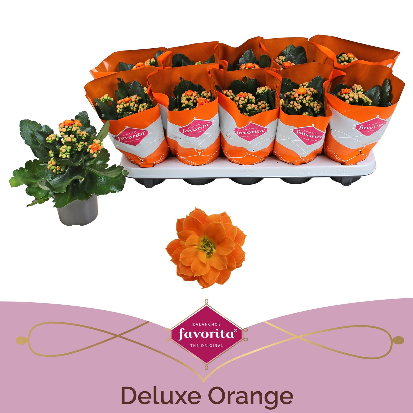 Kalanchoe Perfecta Orange 22cm 10.5cm Pot