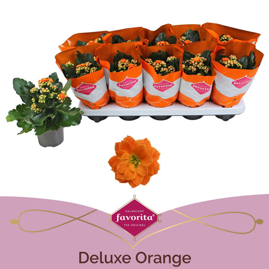 Kalanchoe Perfecta Orange 22cm 10.5cm Pot
