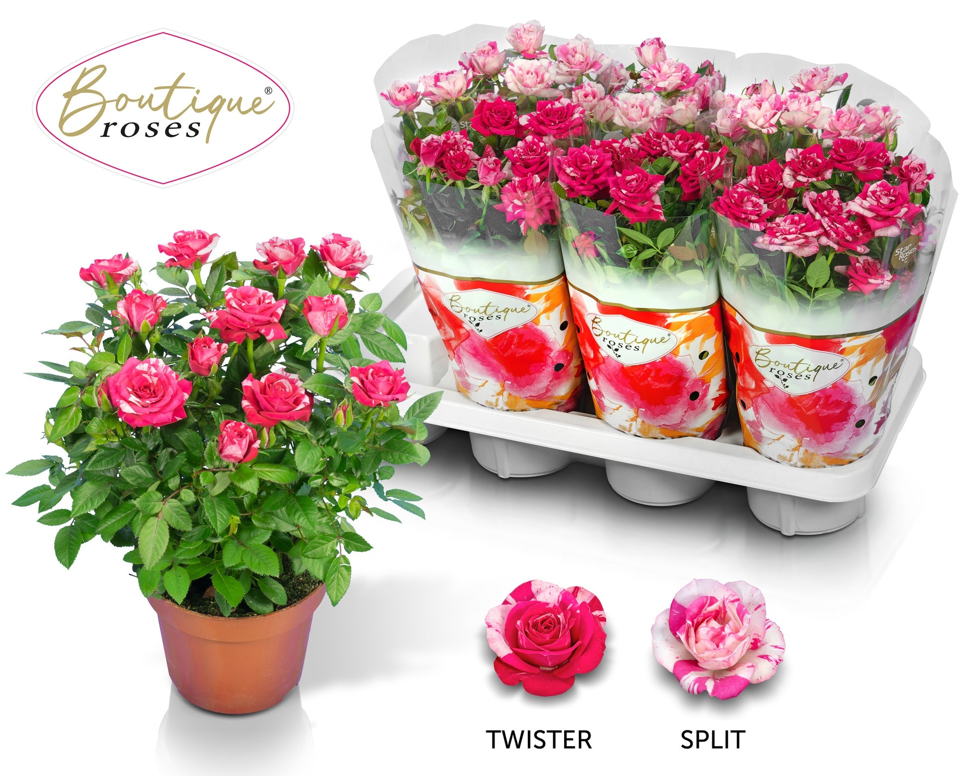 Boutique Roses Rosa Boutique Roses mix Pack of 7