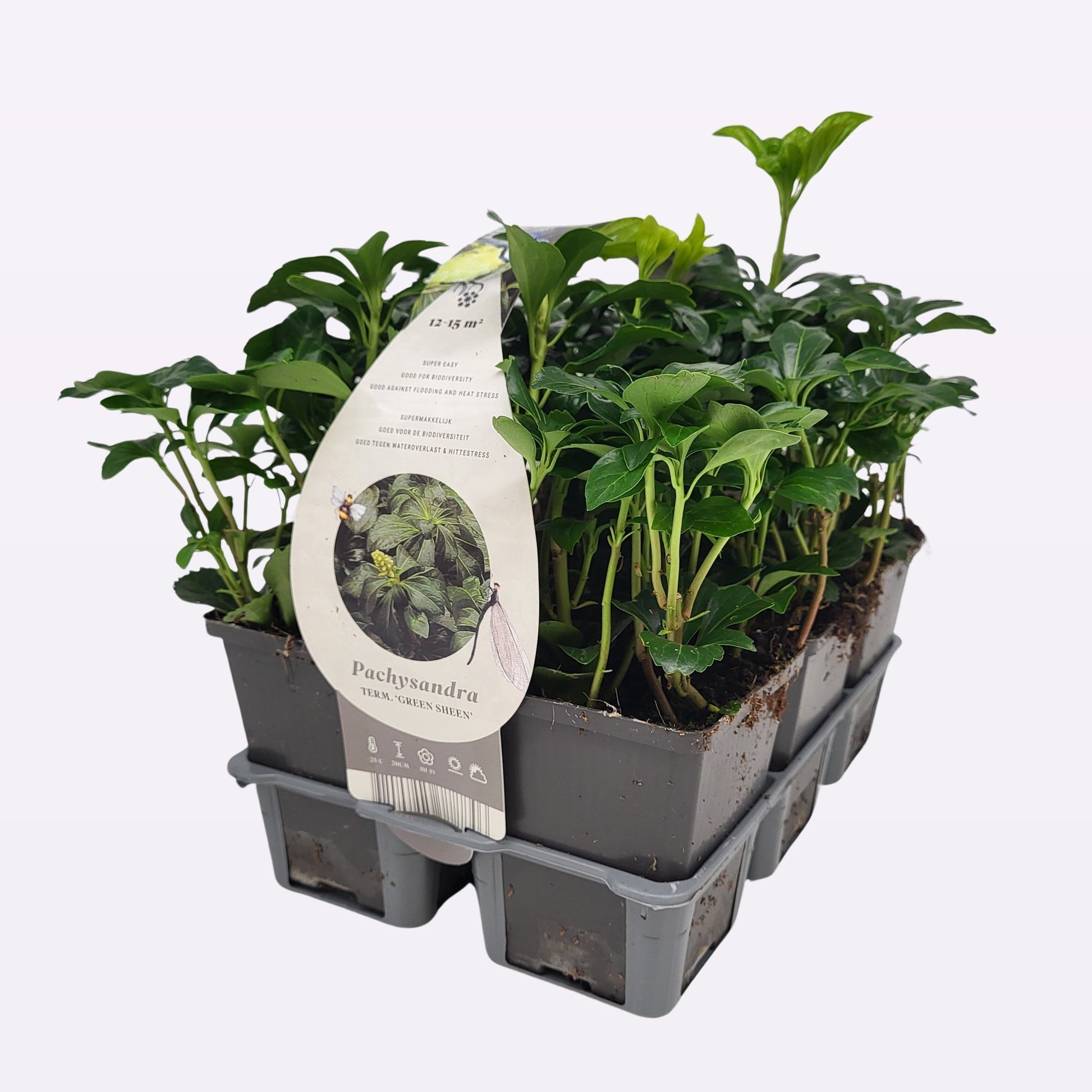 Pachysandra term. Green Sheen 20cm 9cm Pot