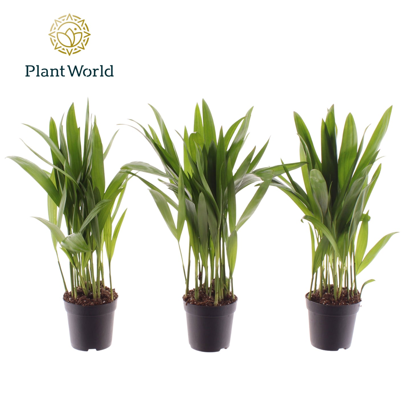 Dypsis lutescens 30cm 7cm Pot