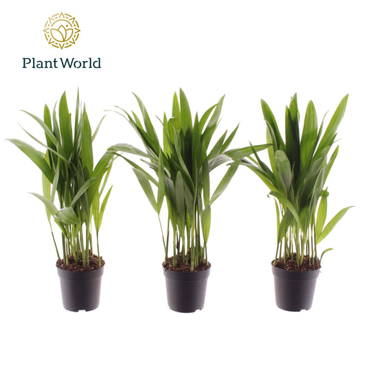Dypsis lutescens 30cm 7cm Pot