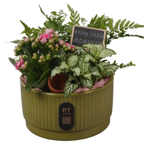 PTIB5110 Arrangementen kamerplanten 18cm 16cm Pot