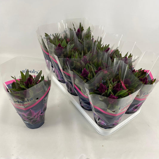 Os BV, Kwekery N.H.M. van Celosia argenta Intenz Dark Purple Pack of 10