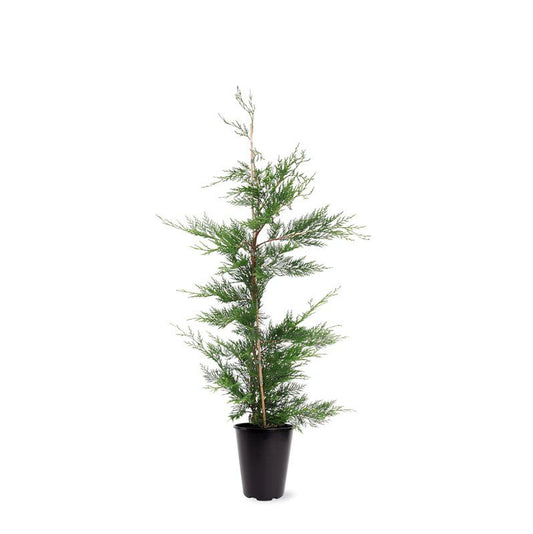 Cupressocyparis leylandii 110cm 21cm Pot