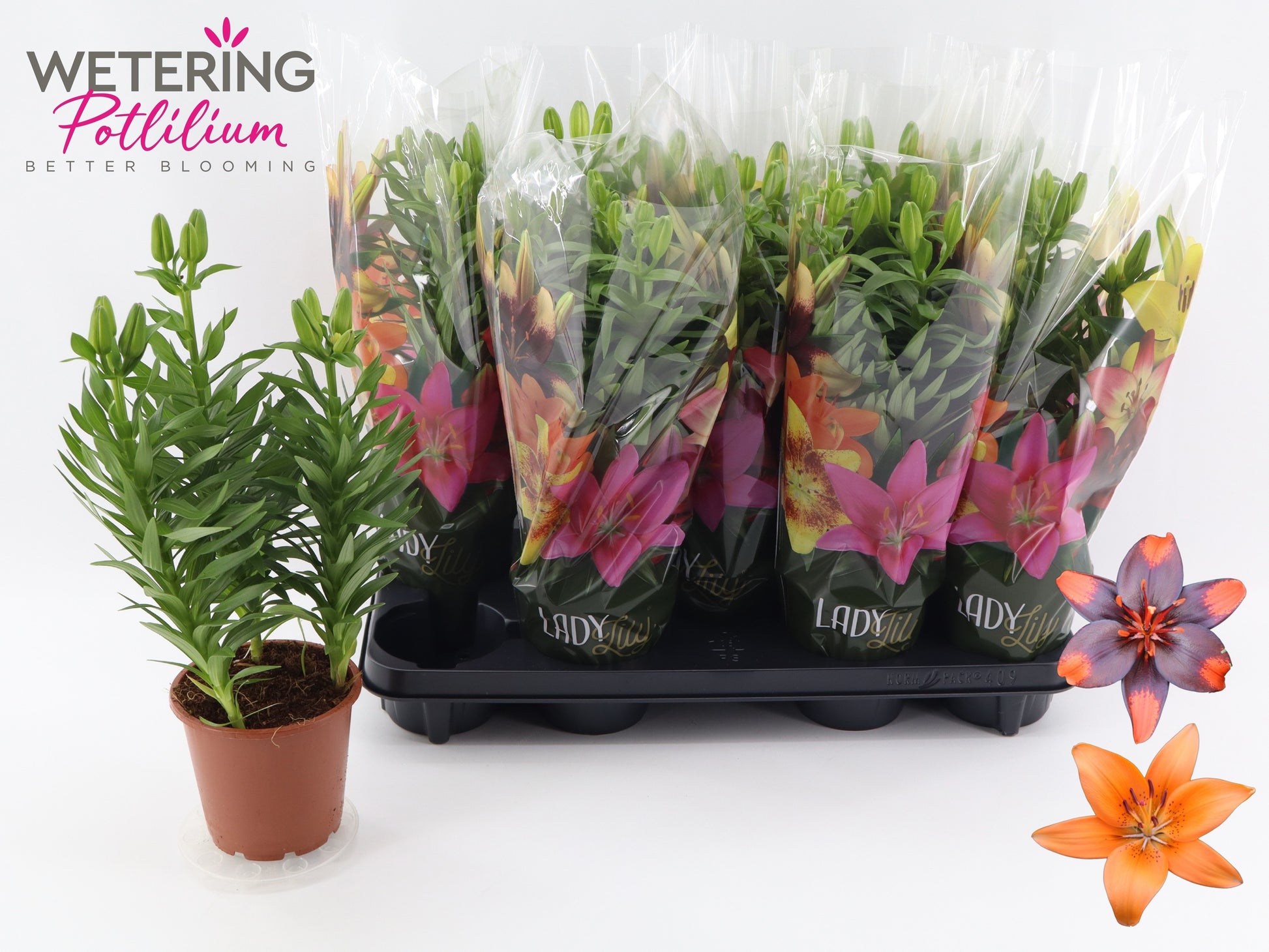 Lilium Asiatic mix 42cm 13cm Pot
