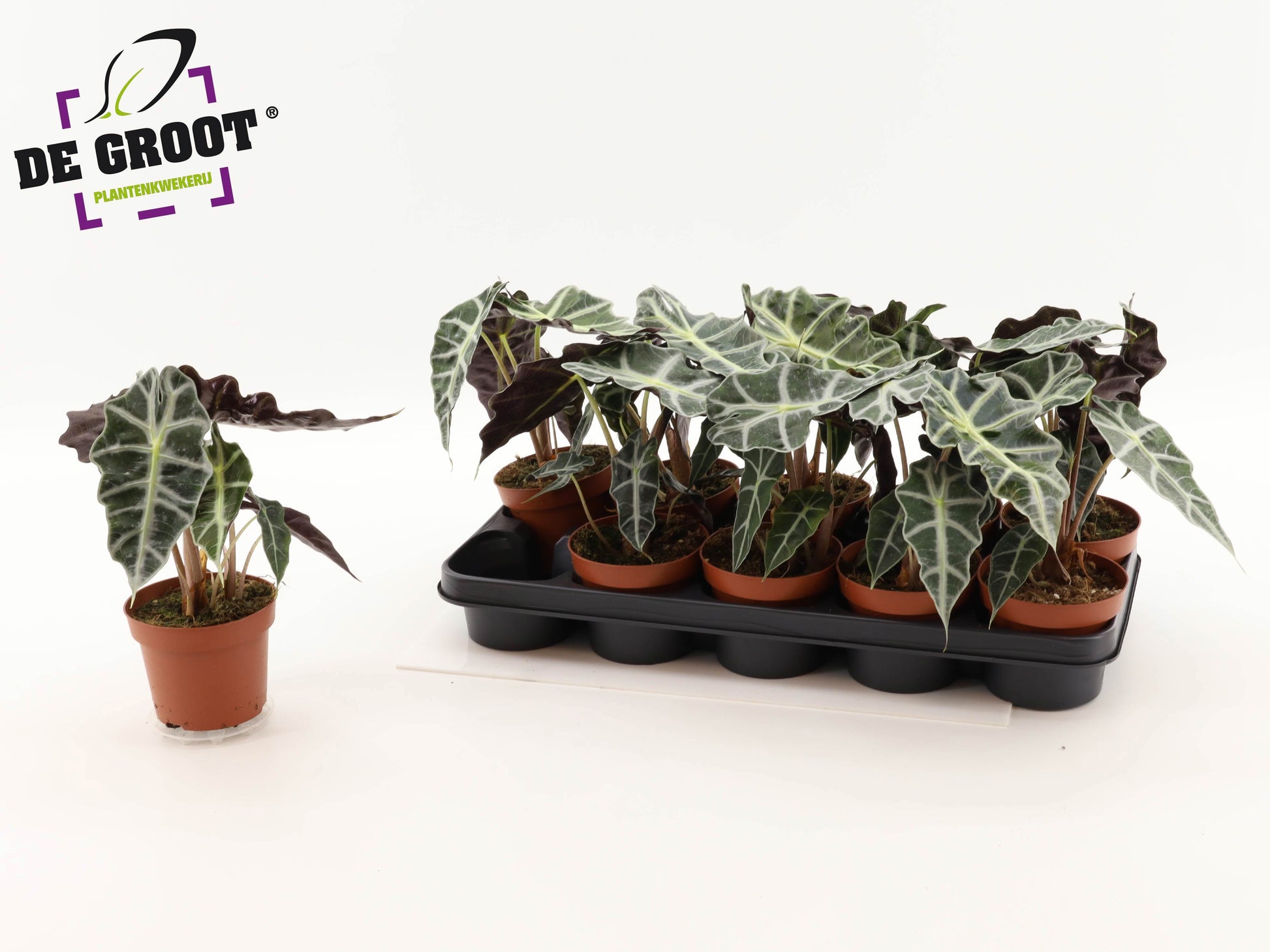 Alocasia Polly 25cm 12cm Pot