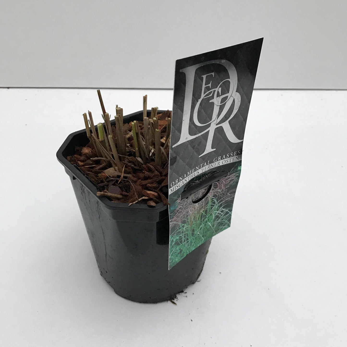 Miscanthus sin. Ferner Osten 30cm 17cm Pot